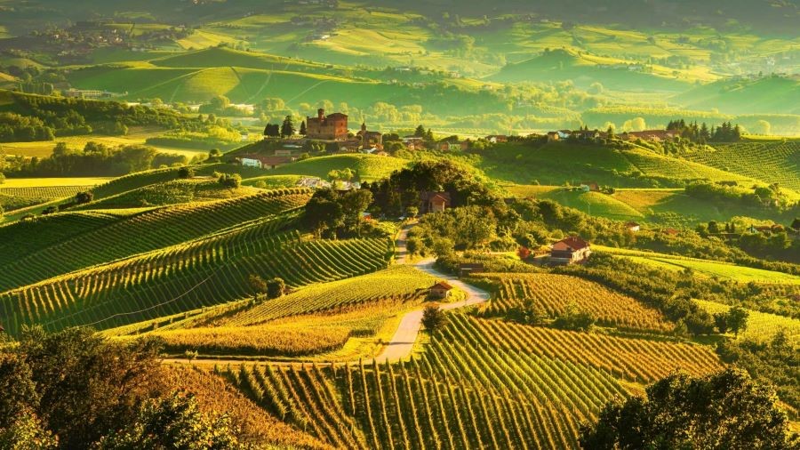 Toàn cảnh vườn nho tại vùng Piedmont