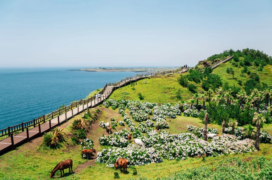 Jeju - hòn đảo xinh đẹp với sức hút khó cưỡng 