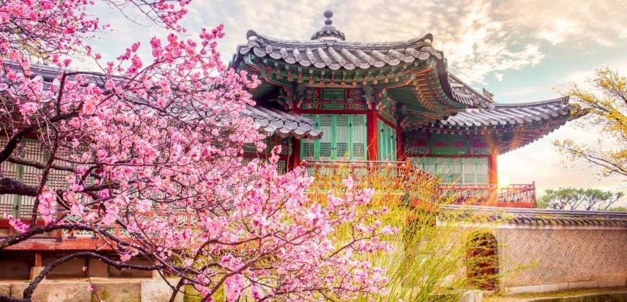 Mỗi độ xuân sang, Hàn Quốc lại khoác lên mình tấm áo rực rỡ với sắc hồng thơ mộng của hoa anh đào