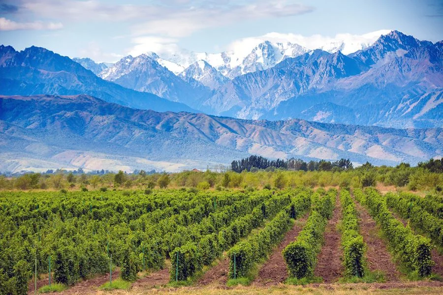 Mendoza chính xác là điểm đến thiên đường dành cho những du khách yêu thích rượu vang