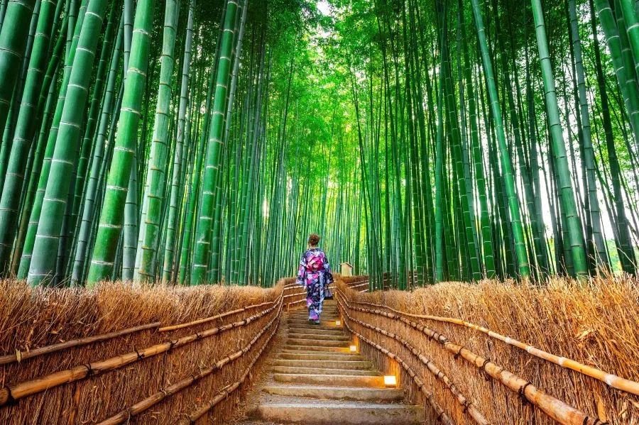 Khu rừng trúc Arashiyama - địa điểm hầu như ai đến Cố đô Kyoto cũng muốn đặt chân đến một lần