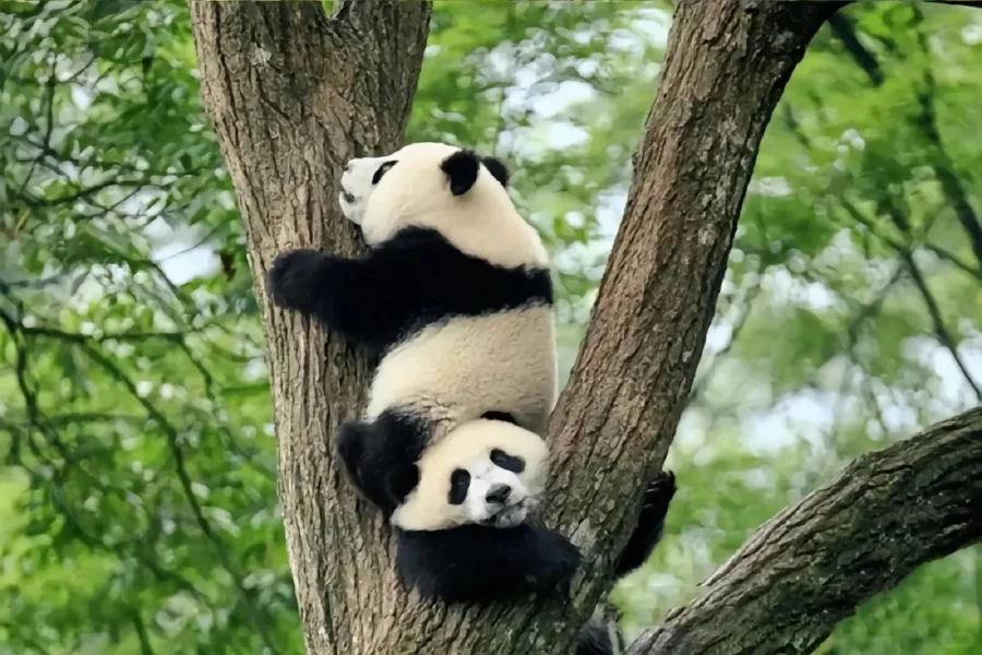 Khu bảo tồn thiên nhiên quốc gia Wolong là một trong những điểm đến hấp dẫn nhất cho những ai muốn khám phá thế giới của gấu trúc
