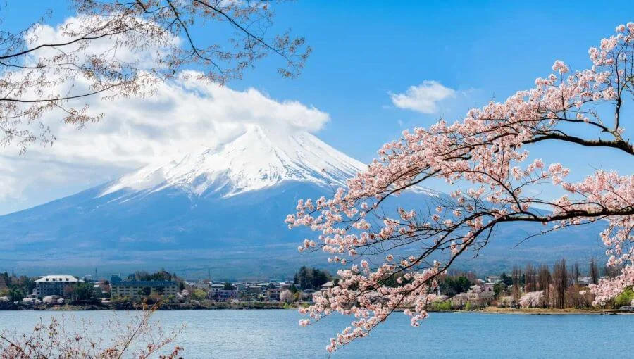 Hồ Kawaguchi cũng là điểm đến lý tưởng để ngắm hoa anh đào đầu mùa tại Nhật Bản