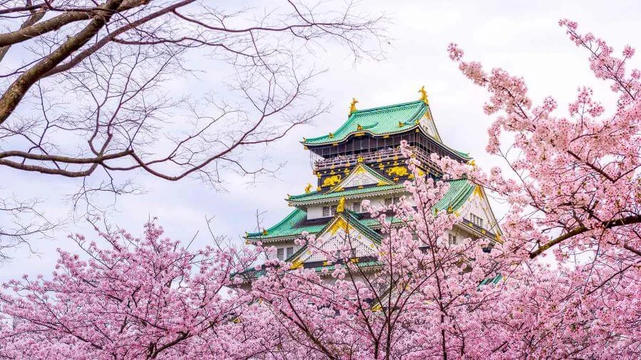 Lâu đài Osaka không chỉ là biểu tượng lịch sử mà còn là điểm đến lý tưởng để chiêm ngưỡng hoa anh đào đầu mùa tại Nhật Bản