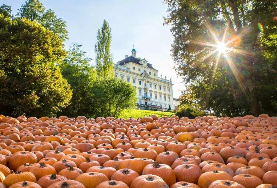 Lễ hội bí ngô Ludwigsburg với những quả bí ngô khổng lồ đầy ấn tượng