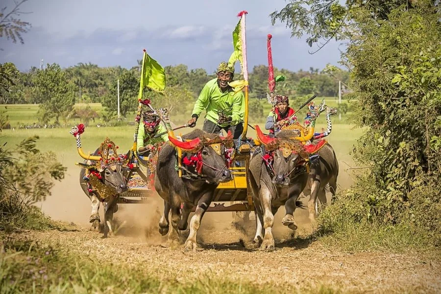 Lễ hội đua trâu truyền thống tại Bali
