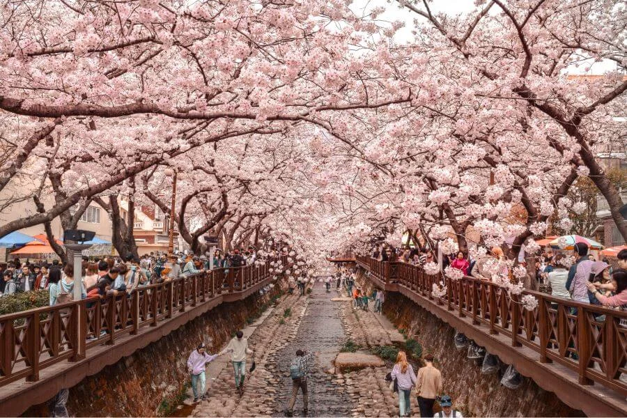 Mùa xuân ở Hàn Quốc là thời điểm tuyệt vời để bạn tìm hiểu và trải nghiệm những nét văn hóa đặc sắc của xứ sở kim chi