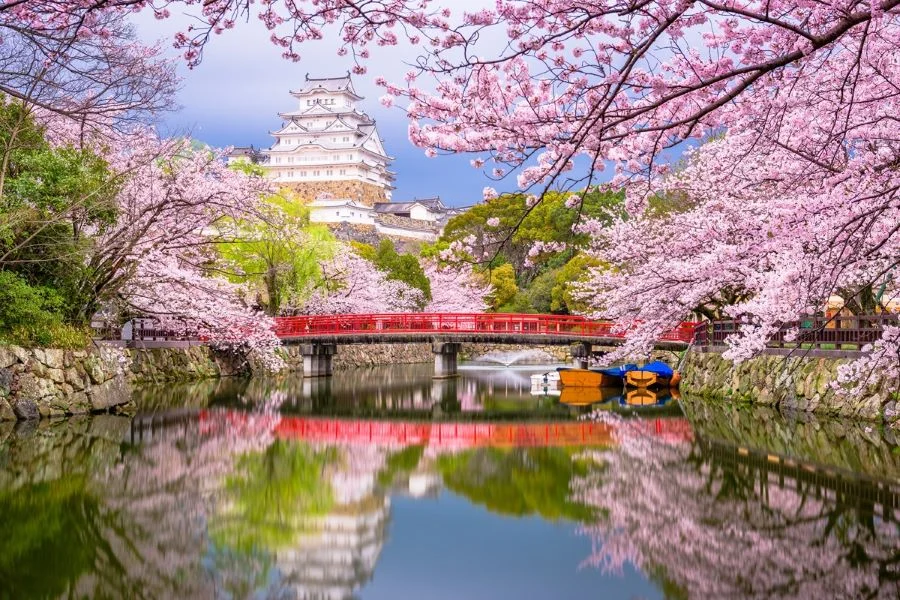 Nhật Bản từ lâu đã được mệnh danh là xứ sở của những hàng hoa anh đào bung nở tuyệt đẹp 