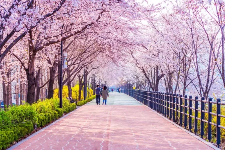 Bức tranh thiên nhiên tại xứ sở kim chi được điểm xuyến bởi những hàng anh đào bung nở làm xao xuyến biết bao du khách phương xa 