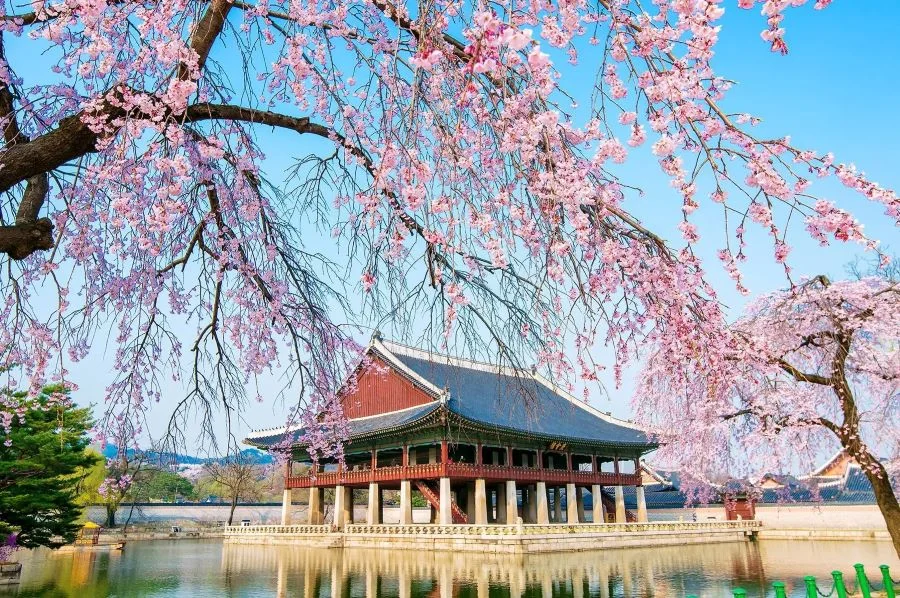 Dường như mọi cảnh vật thời điểm này đều khoác lên mình chiếc áo mới màu hồng cực kỳ nên thơ 