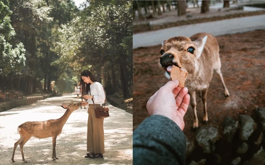 Đến Nara thì bạn nhất định phải dành chút thời gian chơi đùa cùng những chú hươu đáng yêu này nhé!