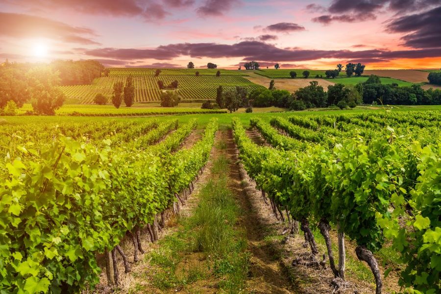 Bordeaux chính là thủ phủ của những dòng rượu vang có chất lượng đẳng cấp nhất