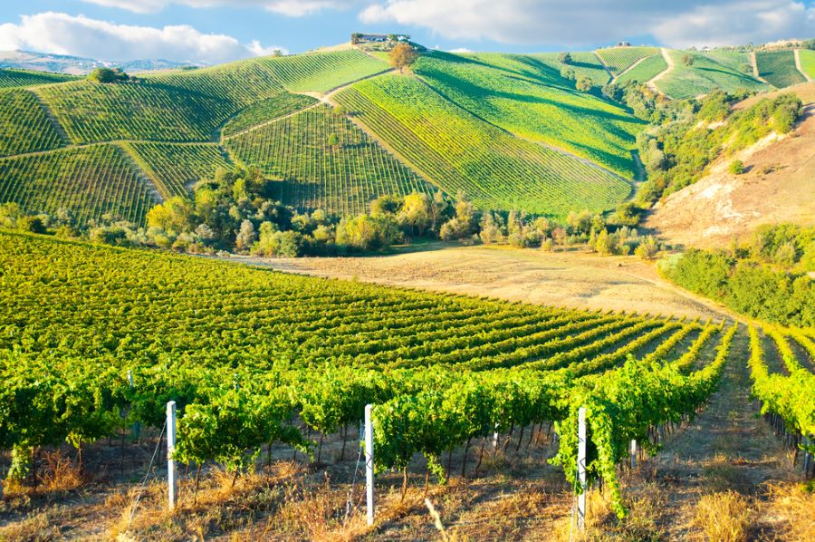 Đặt chân đến Bordeaux, du khách sẽ có cơ hội ngắm nhìn những vườn nho Pháp rộng lớn trải dài tưởng chừng như vô tận