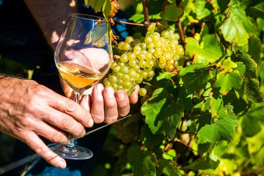 Provence là quê hương của nhiều giống nho khác nhau, có nho vang trắng và cả nho vang đỏ