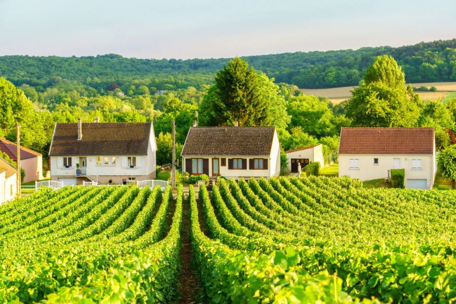 Champagne sở hữu những vườn nho Pháp bao la rộng lớn, xanh ngát một màu cực kỳ ấn tượng