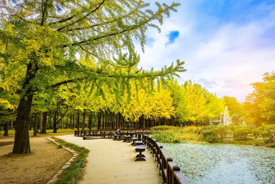 Đảo Nami sở hữu cảnh quan vô cùng sống động và tươi đẹp 