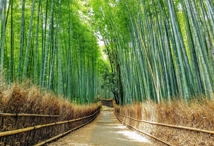 Rừng tre Sagano được mệnh danh là “lá phổi xanh” của cố đô Kyoto 