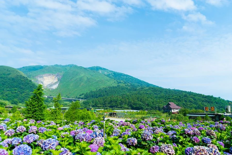 Dừng chân tại Công viên quốc gia Yangmingshan, du khách sẽ được hòa mình vào không gian mùa xuân tươi mới và ngập tràn hương sắc của những cánh đồng hoa khổng lồ