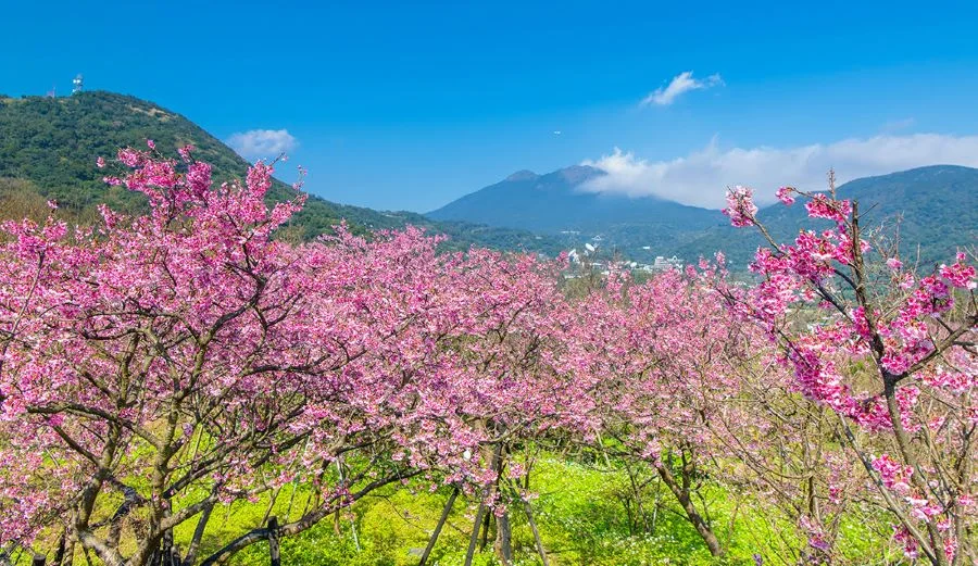 Với tiết trời mát mẻ và ấm áp, mùa xuân xứ Đài được biết đến là một trong những thời điểm lý tưởng nhất để du khách ghé qua 