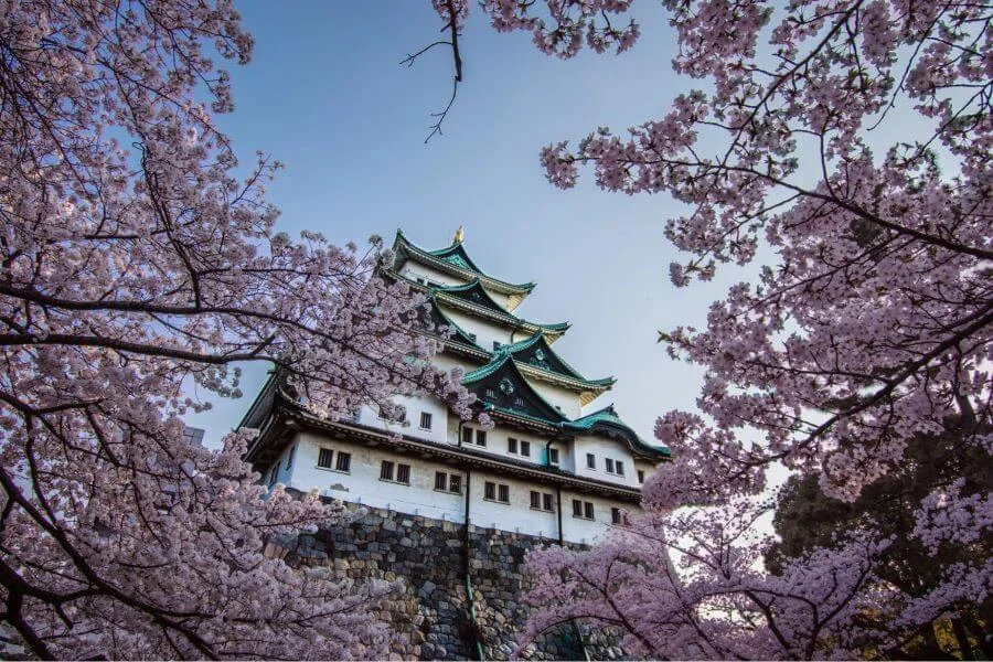 Lâu đài Nagoya là một trong những địa điểm ngắm hoa anh đào tuyệt đẹp