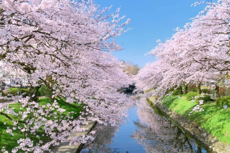 Sông Yamazaki là một điểm đến ngắm hoa anh đào tuyệt đẹp và nổi tiếng, thu hút đông đảo du khách mỗi khi mùa xuân đến