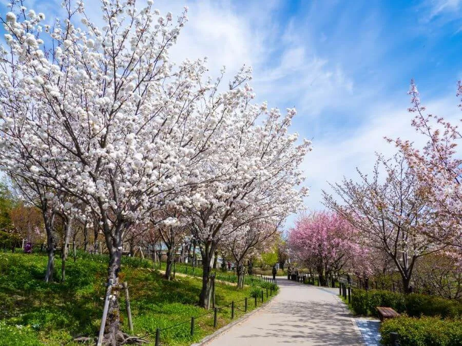 Đến với sở thú Higashiyama, bạn có thể tản bộ dưới những tán cây anh đào nở rộ mỗi khi xuân về