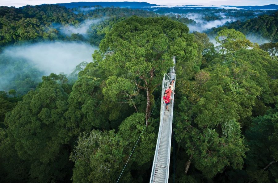 Du khách được hoà mình vào thiên nhiên trên dòng Temburong len lõi giữa rừng cây rậm rạp 