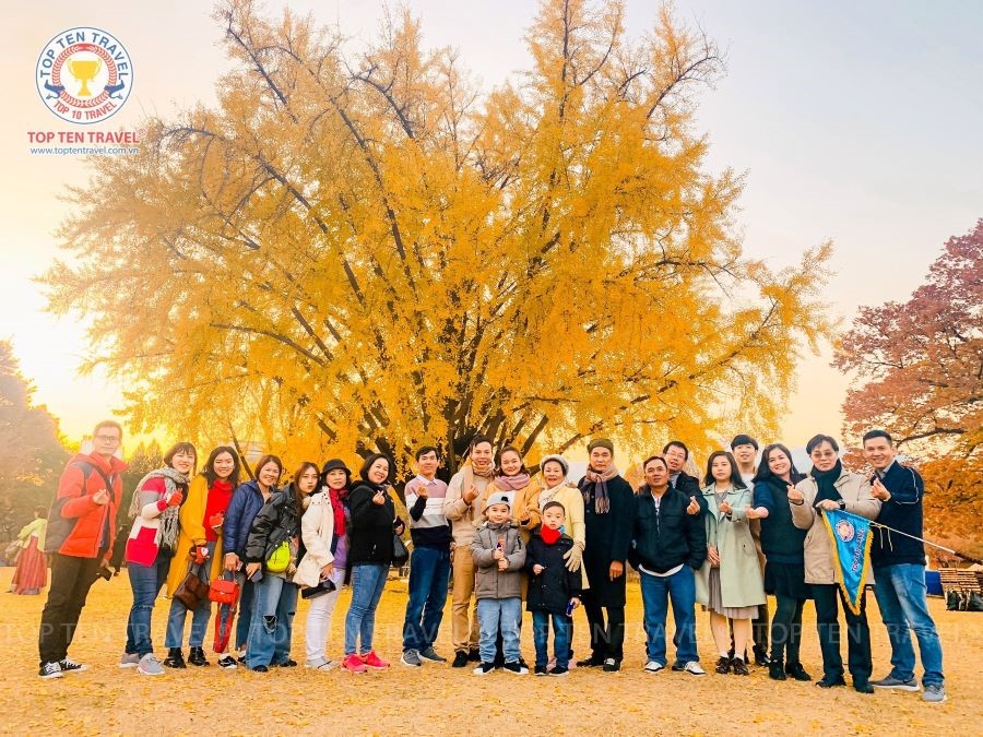 Những hàng cây lá vàng rực rỡ