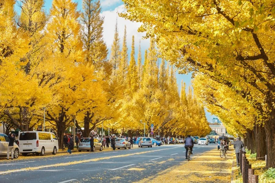 Những hàng cây lá vàng rực rỡ