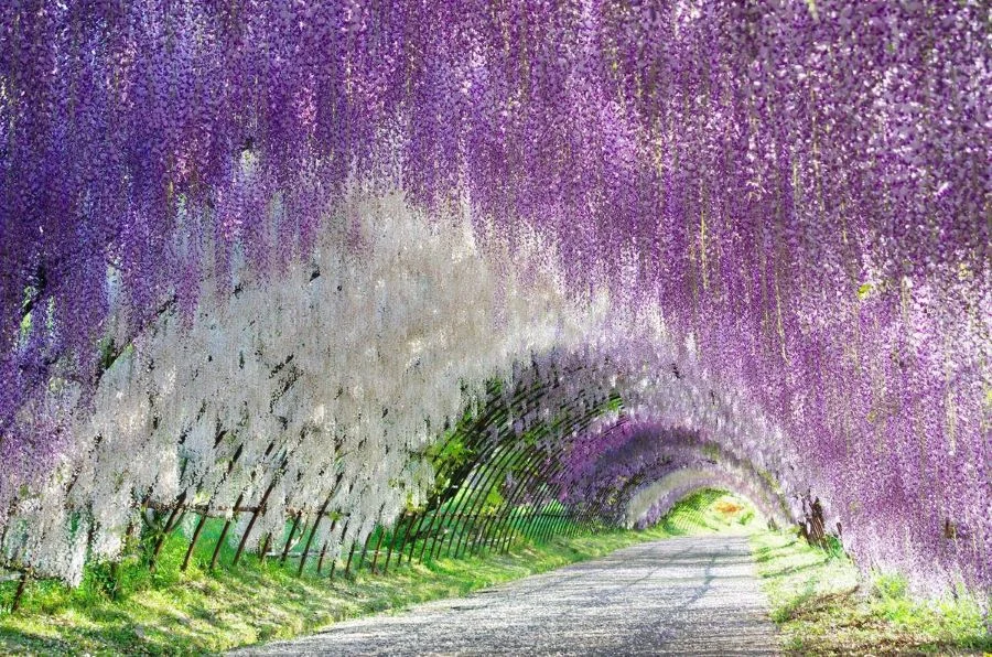 Công viên hoa Ashikaga - địa điểm lý tưởng để chiêm ngưỡng sắc tím mộng mơ của hoa tử đằng