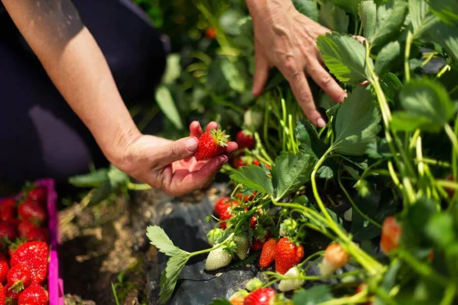 Bạn sẽ tự tay lựa chọn và hái những trái dâu chín đỏ, căng mọng mà mình ưng ý nhất ngay tại vườn