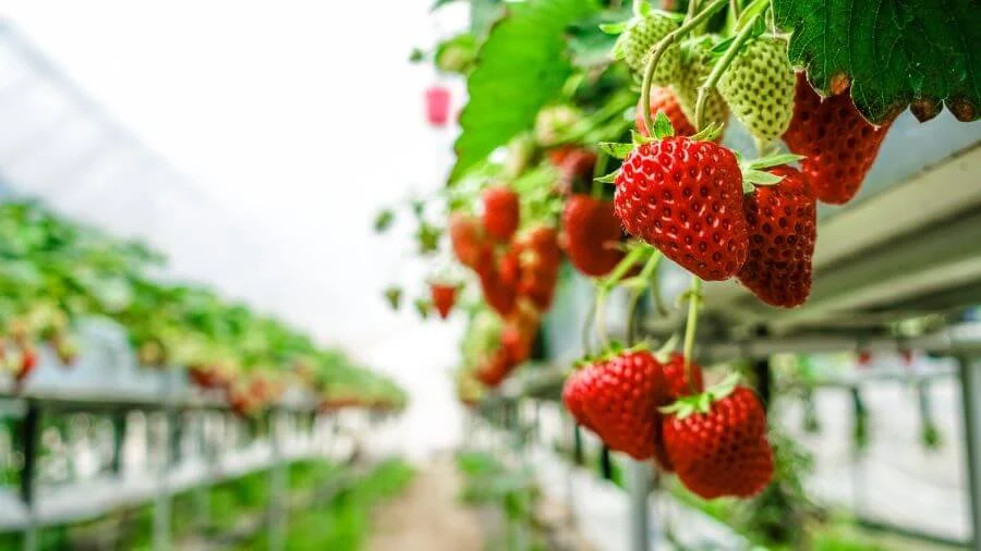 Hái dâu tây là một trải nghiệm thú vị và được nhiều du khách yêu thích khi đi du lịch Hàn Quốc
