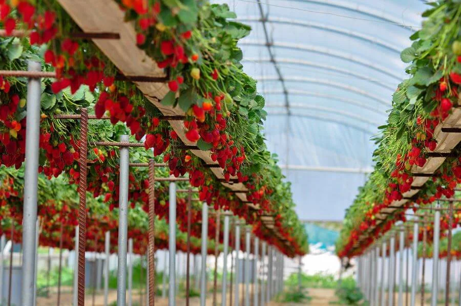 Hàn Quốc nổi tiếng với những trang trại dâu tây được chăm sóc kỹ lưỡng để cho ra những trái dâu to, ngọt và thơm ngon