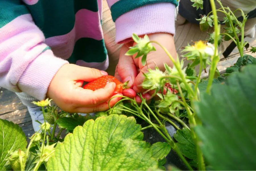 Cảm giác tự tay hái những trái dâu tươi ngon từ chính luống dâu mình chọn chắc chắn sẽ là một trải nghiệm khó quên