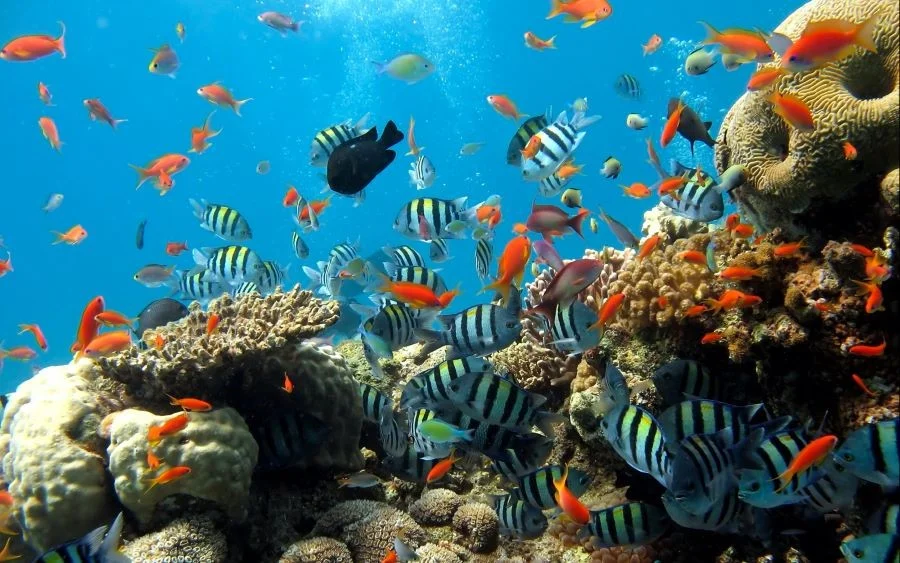 Underwater World Pattaya có diện tích rộng lớn và là nơi sinh sống của nhiều sinh vật