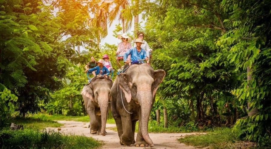 Làng voi Pattaya sở hữu những chú voi to lớn và nhanh nhẹn