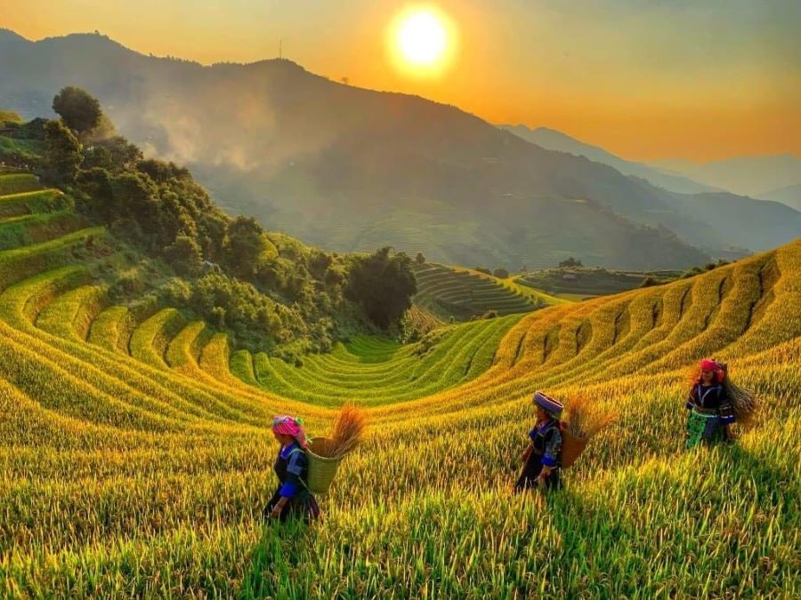 Khung cảnh Mù Cang Chải mùa lúa chín