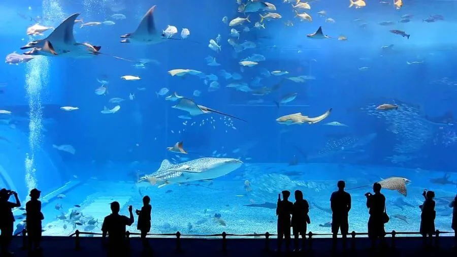 Busan Aquarium là một trong những thủy cung lớn nhất và đa dạng sinh vật nhất tại Hàn Quốc