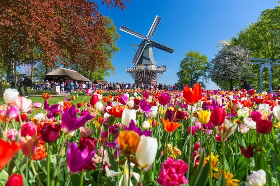 Chiêm ngưỡng Vườn hoa Keukenhof Hà Lan với sắc hoa Tulip