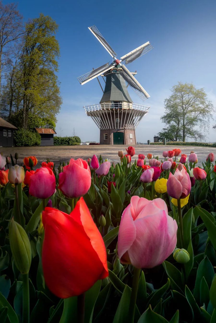Gian WillemAlexander được coi là trái tim của vườn hoa Keukenhof ở Hà Lan