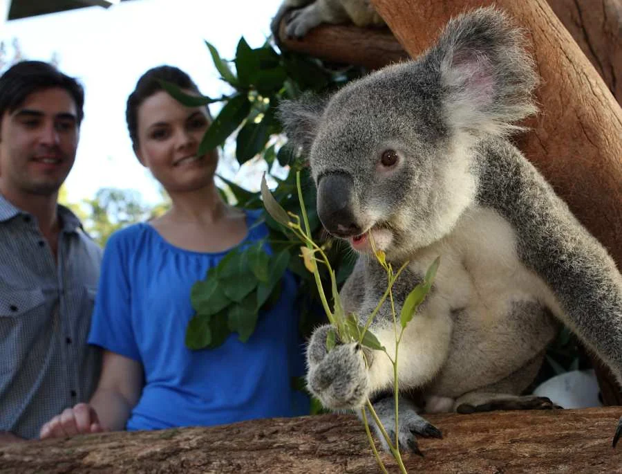 Gấu Koala, hay còn gọi là gấu túi, là một trong những biểu tượng đặc trưng nhất của vườn thú Taronga