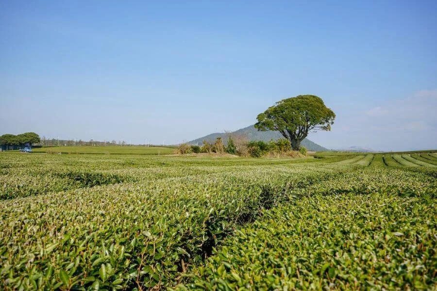 Vẻ đẹp thiên nhiên của O'Sulloc trên đảo Jeju là sự kết hợp giữa những đồi trà xanh mướt trải dài và cảnh quan thiên nhiên tươi đẹp xung quanh