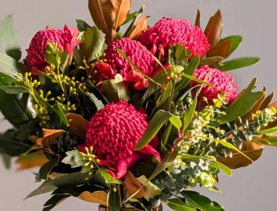 Hoa Waratah có màu đỏ rực rỡ nên thường được sử dụng để trang trí trong các dịp lễ hội, sự kiện