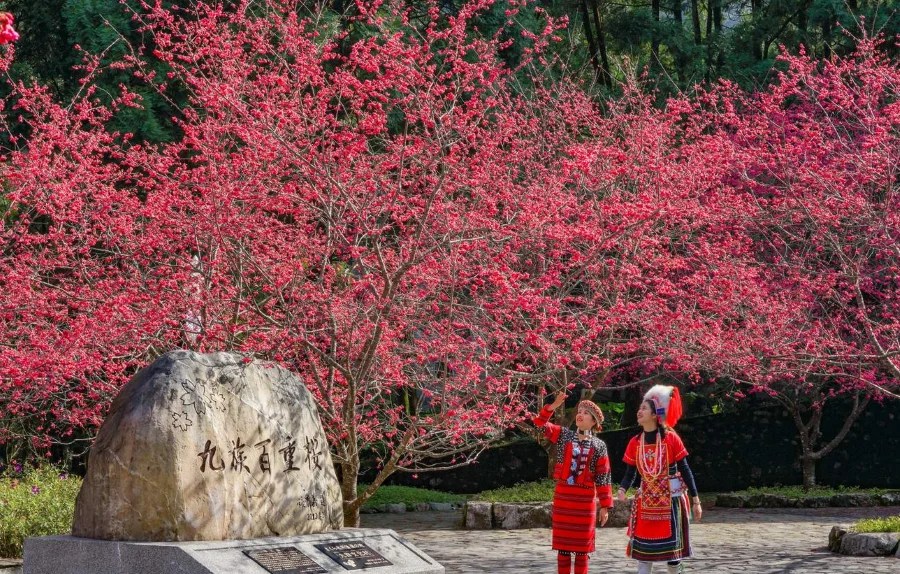 Bức tranh ngày xuân ngập trong màu sắc rực rỡ của những rừng hoa nở rộ tại Làng văn hoá Cửu Tộc