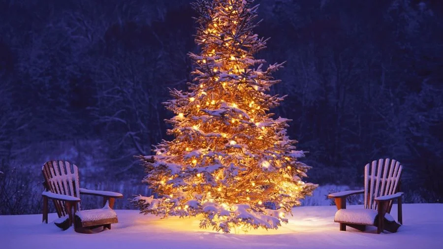 Mọi người đều muốn trang trí cho gia đình mình 1 cây thông Noel tuyệt đẹp