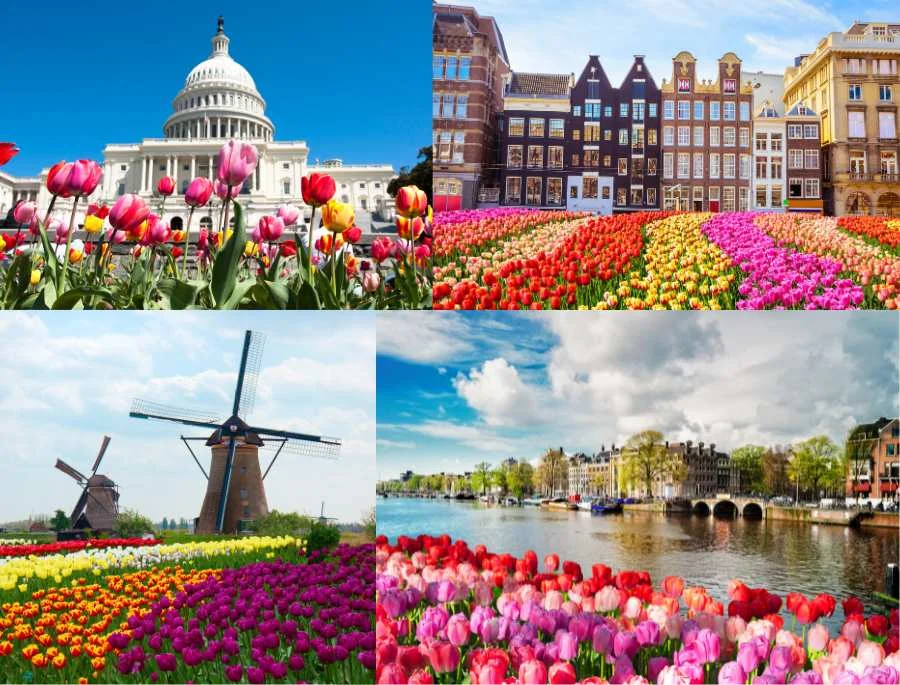 Khung cảnh rực rỡ mỗi khi mùa hoa tulip đến tại Châu Âu