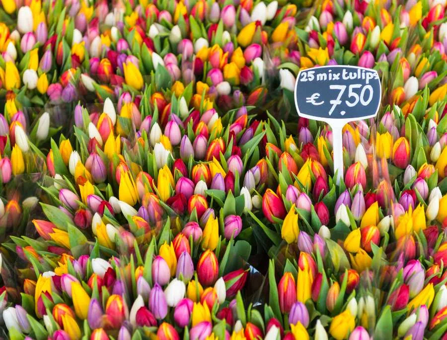 Hoa tulip có sự đa dạng về sắc màu, mỗi màu mang một ý nghĩa hoàn toàn riêng biệt