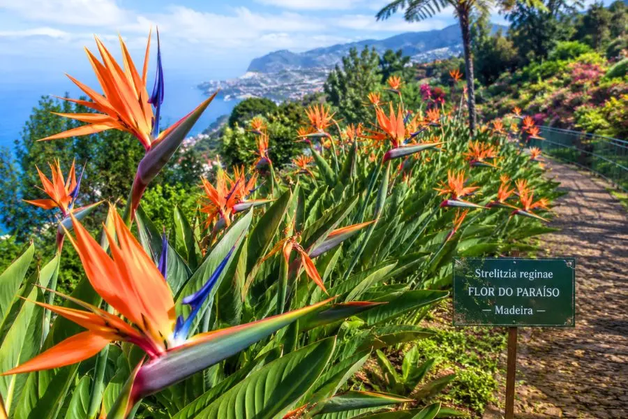 Hoa chim thiên đường, một biểu tượng đặc trưng của Madeira với sắc cam rực rỡ và hình dáng tựa cánh chim nhiệt đới