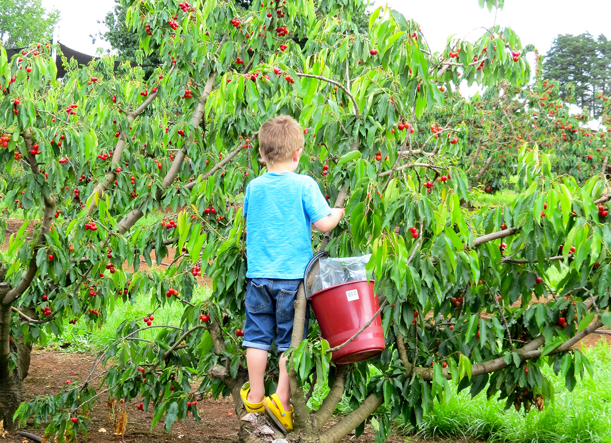 Hái trái cây tại Nông trại Bachuss Marsh