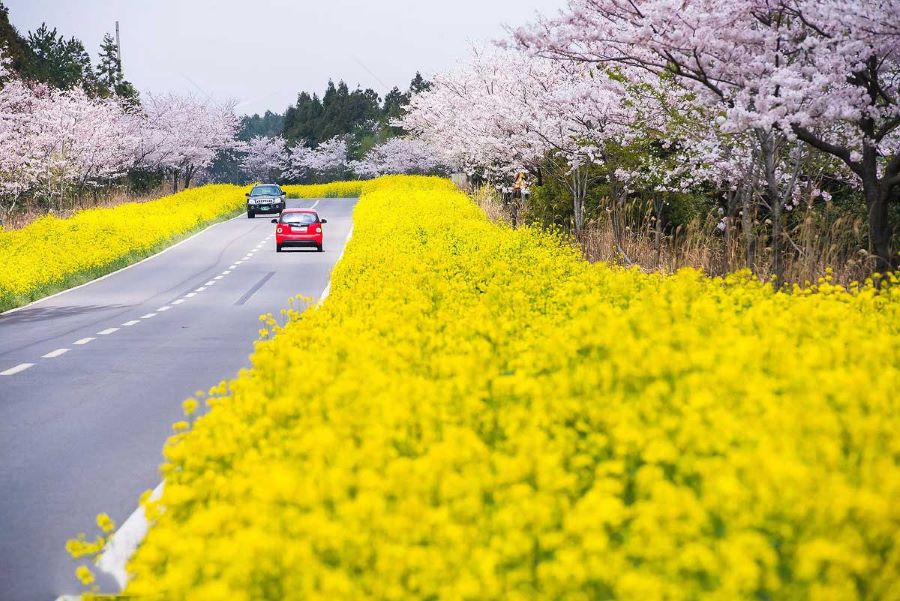 Kinh nghiệm du lịch đảo JeJu Hàn Quốc mùa thu